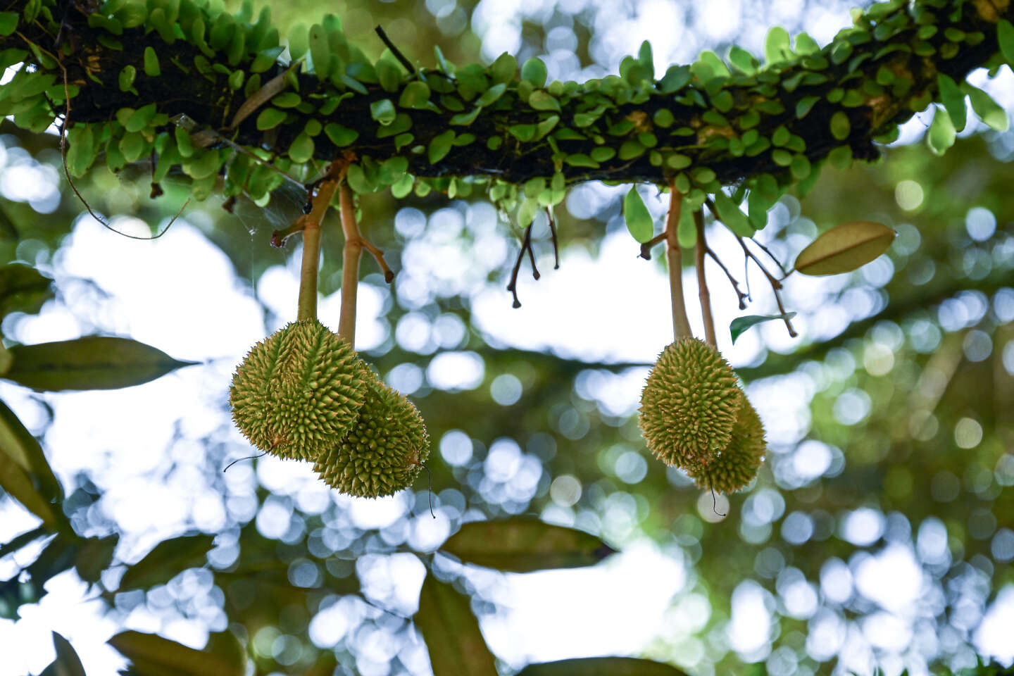 Entre la Chine et la Malaisie, la « diplomatie du durian »