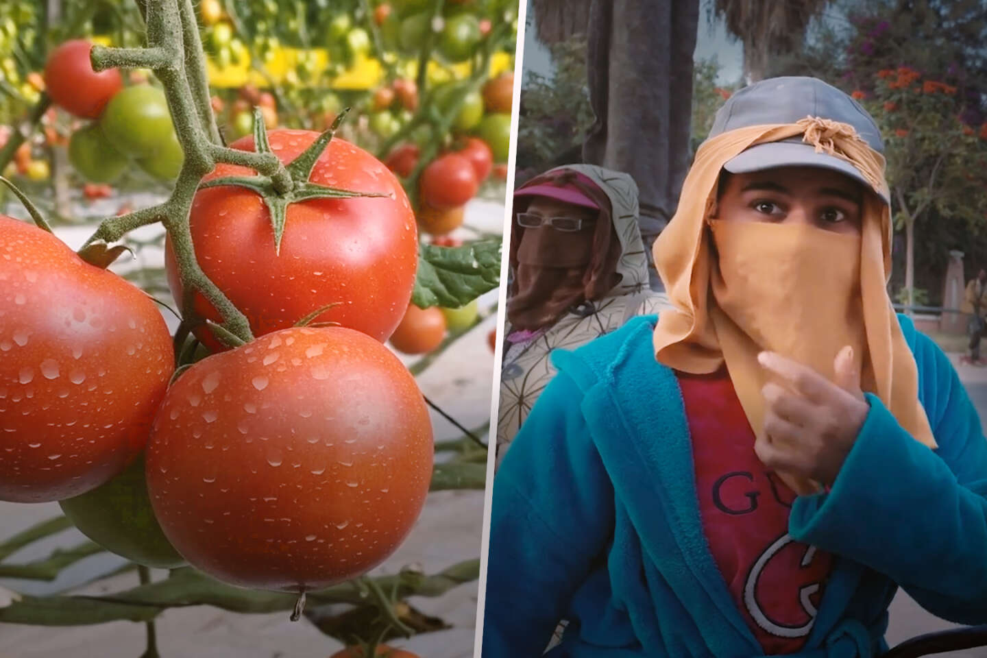 La face cachée des tomates marocaines vendues en Europe